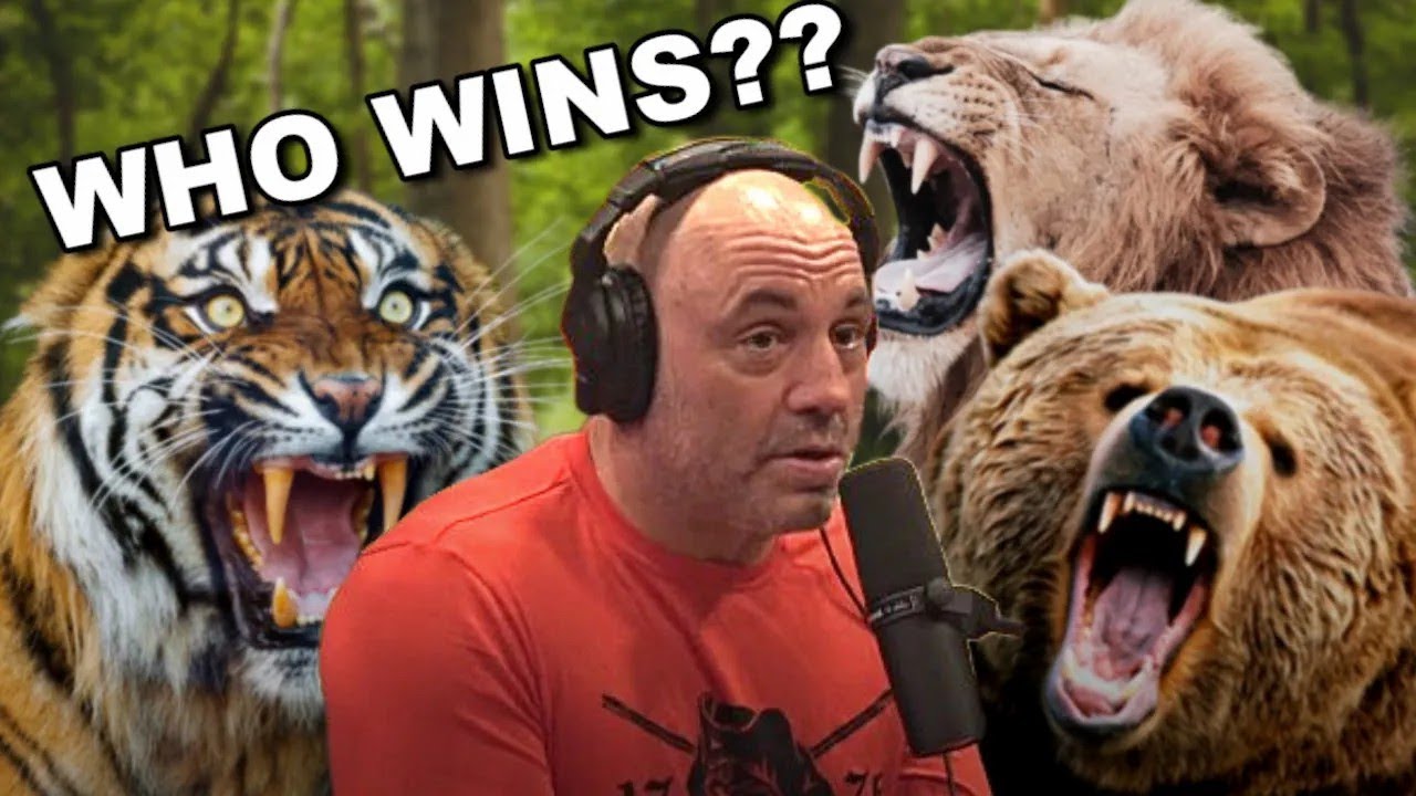 Joe Rogan Bear Joe Rogan BEAR vs TIGER vs LION The Ultimate Animal Combat - YouTube