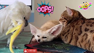 Fox, cat and parrot: Meeting of an unusual trio. Лиса, кот и попугай: Встреча необычного трио