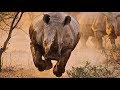 Дикая Африка. Возвращение носорогов. National Geographic.