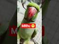 Mithu! 🥰 #nonstoptalkingparrot #parrot #parrottalking#tota #talkingbird#indianringneck #assamtezpur