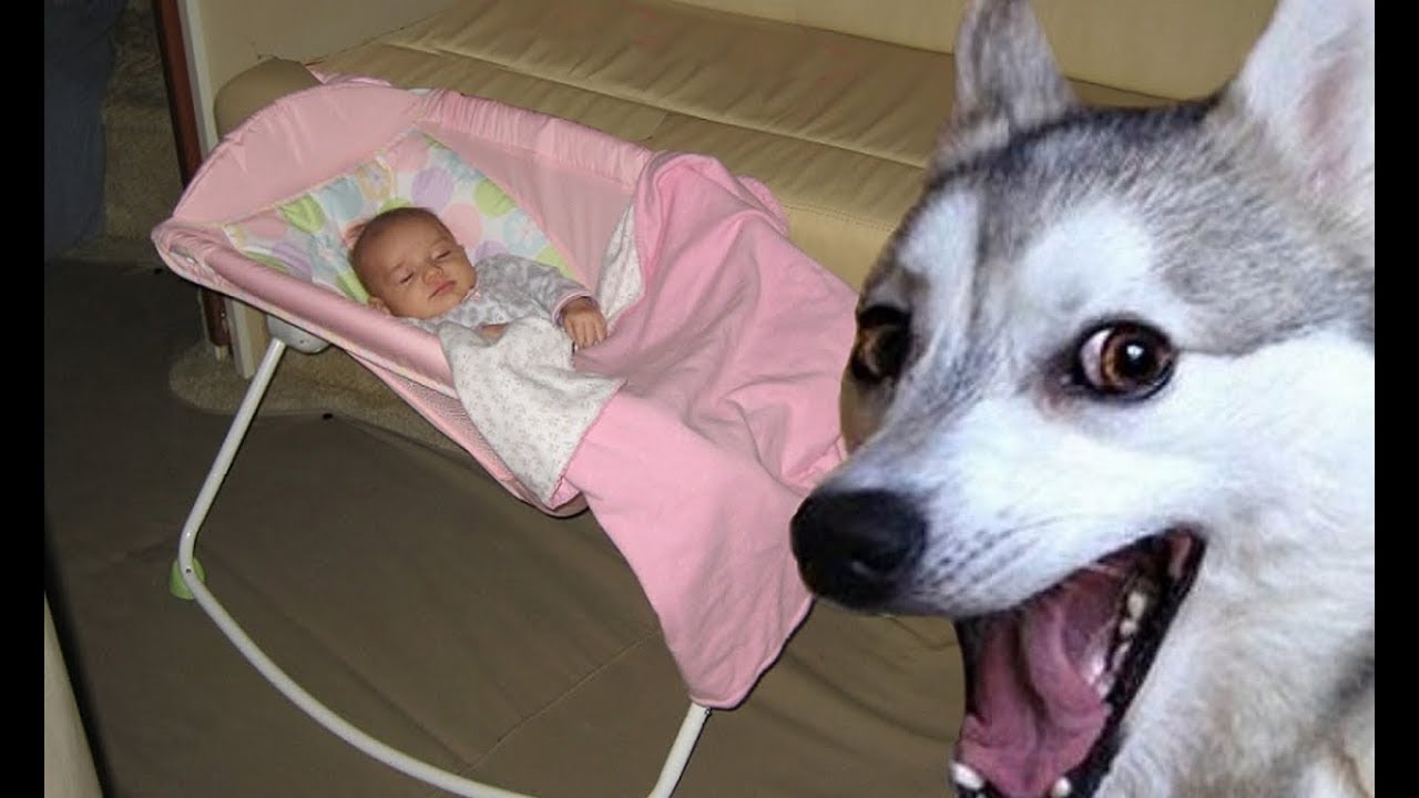 Funny BaBies and DoGs Very GooD Compilation 2018 YouTube