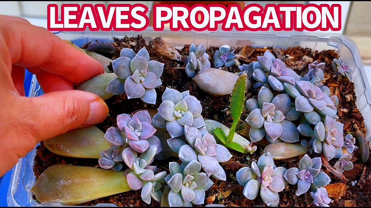 #499 GRAPTOPETALUM SUPERBUM PROPAGATE FROM LEAVES & CUTTING | NHÂN GIỐNG SEN DĨA HỒNG | 다육식물 | 多肉植物