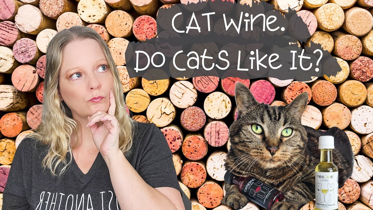 where can i buy cat wine