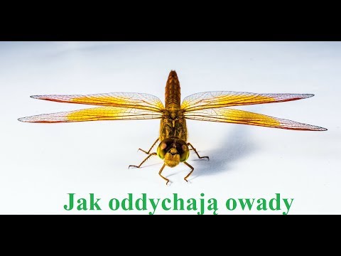 Jak oddychają owady