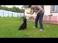 Rottweiler puppies. First commands / Щенки ротвейлера, первые команды