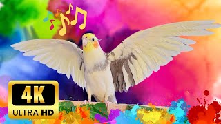Cockatiel singing & whistle training  | Treinamento de canto e apito de calopsita