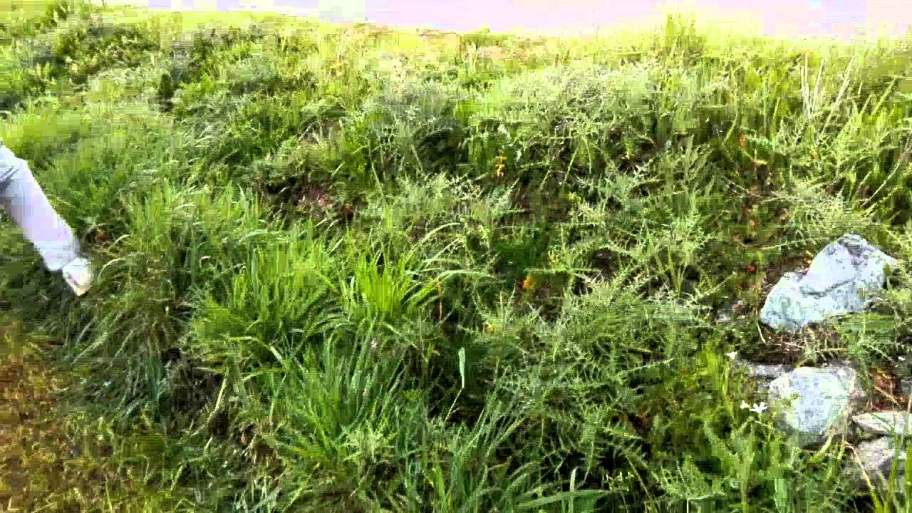 "Volada" David Gonzalez "Couceiro" - Sköda Fabia S2000 // Rali do Cocido 2016