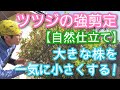 【ツツジの強剪定】大きくなっても一気に小さくできる積極的手入れ(2026年5月)🌳🌱