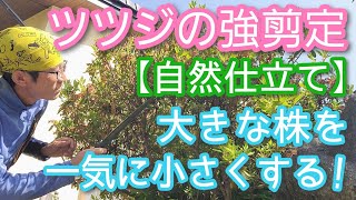 【ツツジの強剪定】大きくなっても一気に小さくできる積極的手入れ(2026年5月)🌳🌱