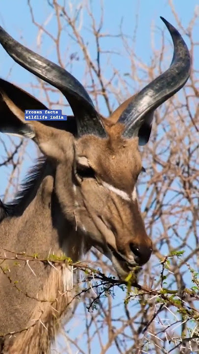 Up Close With a Kudu: Stunning Wildlife Moments Captured