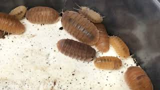 From ‘GLACIER’ to ‘ANEMONE’: Four Types of Cubaris murina!