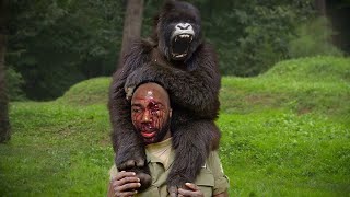When Gorillas Are Merciless To Humans !!