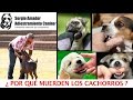 Por qu muerden los cachorros sergio amador adiestrador canino