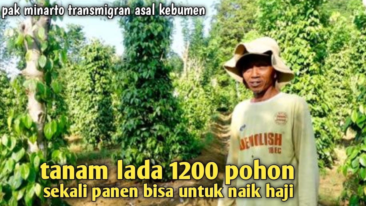 Pak minarto Tanam 1200 pohon lada di pekarangan rumah transmigrasi
