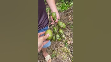 Mấy anh em thèm hái cóc ăn #shorts #traicay #traicoc