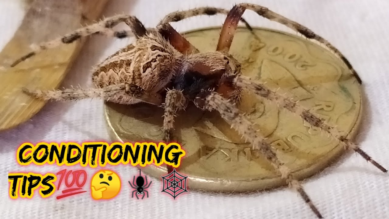 Spider Conditioning tips 🕸️🕷️💯 part1 YouTube
