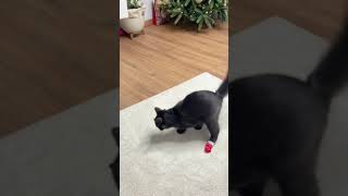 Cat Does Not Like Wearing Christmas Socks - 1500509