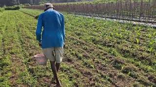 GENIUS FARMER TECHNIQUE! ORGANIC FERTILIZER APPLICATION FOR MASSIVE CORN GROWTH! - smart farming