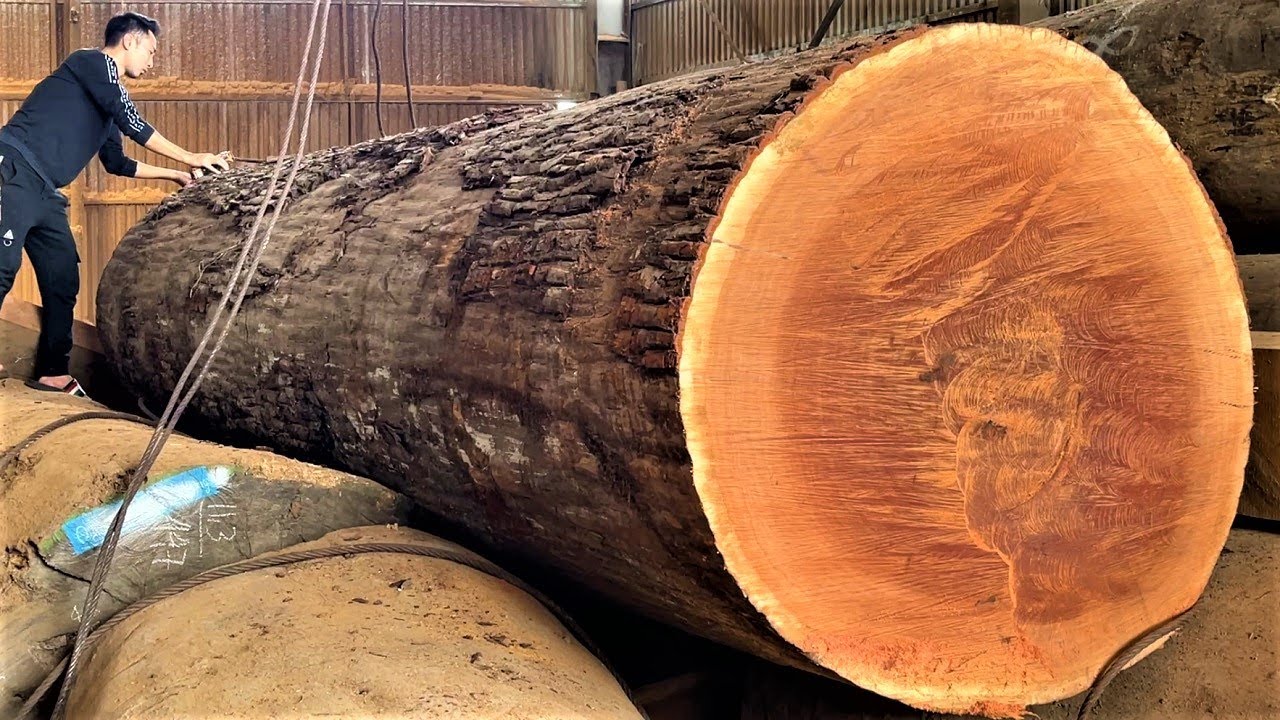 Amazing Sawmill Wood Cutting - Giant Wood Factory Cutting The Most ...