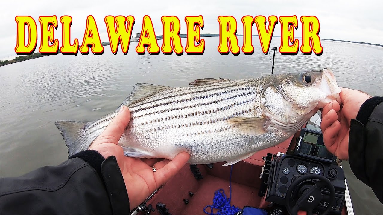 Catfish and Striped bass fishing on Delaware river 2023. YouTube