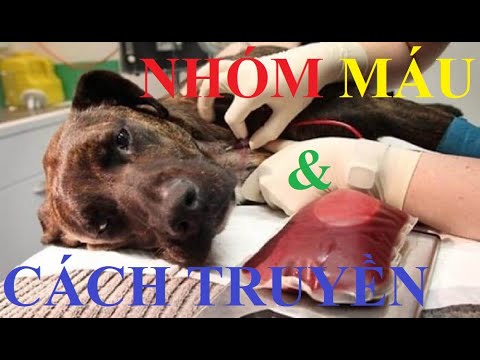 Video: Máu Trong Ngực ở Chó