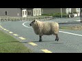 Happy jumping sheep szczliwa skaczca owca