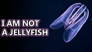 Comb Jelly facts: sticky not stingy | Animal Fact Files