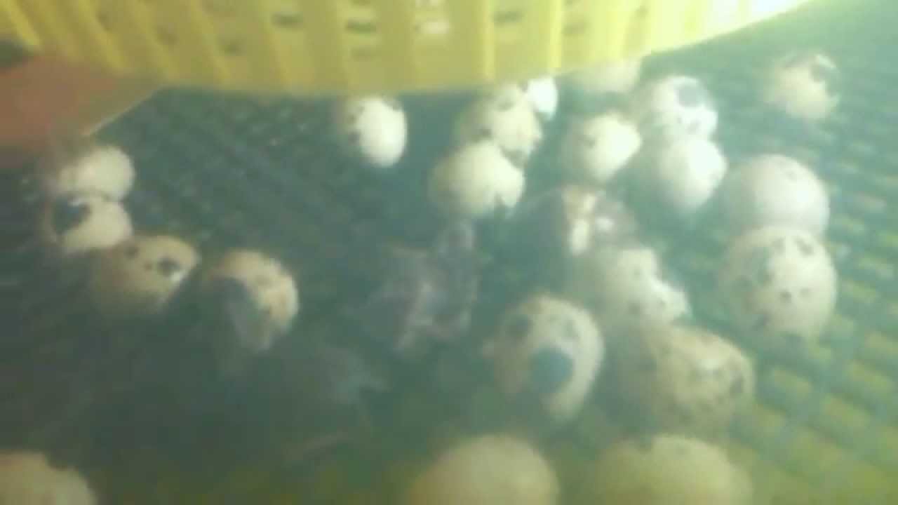 Japanese quails hatching Japanske prepelice inkubacija YouTube