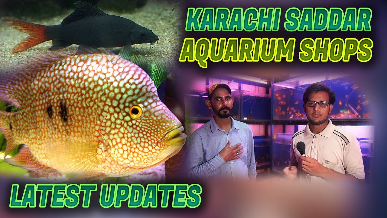 Saddar Karachi Aquarium Shops Latest Update 2018 Jamshed Asmi