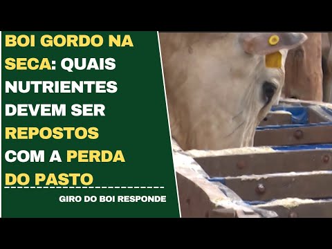 BOI GORDO NA SECA: QUAIS NUTRIENTES DEVEM SER RESPOSTOS COM A PERDA DO PASTO