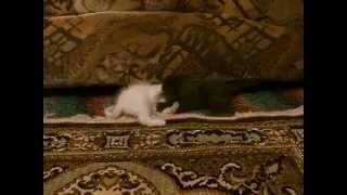 DSCF3392.AVI