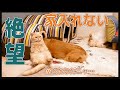 毎晩、家を間違える犬に絶望してあきらめた猫