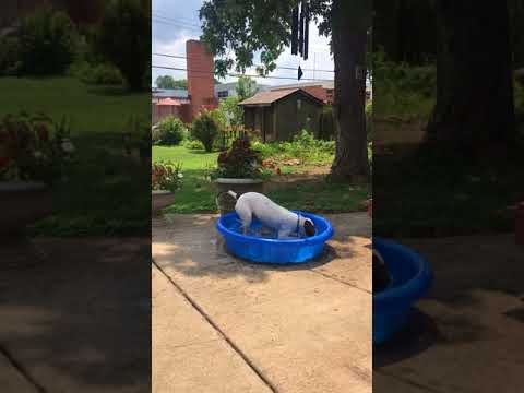 Tesh big white dog playing in small blue plastic pool