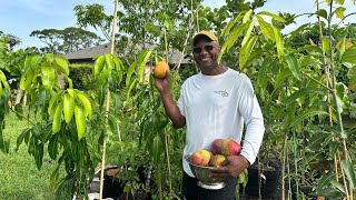 How To Graft A Mango Tree: Step-by-Step Guide For Delicious Fruits 🥭🥭🥭🥭