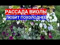 СЕМЕНА ВИОЛЫ ПЛОХО ВСХОДЯТ - ХОЛОД ПОМОЖЕТ! СЕКРЕТ ВЫРАЩИВАНИЯ ВИОЛЫ ИЗ СЕМЯН ЧЕРЕЗ РАССАДУ