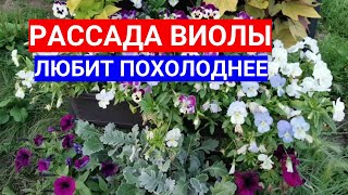 Семена Виолы Плохо Всходят - Холод Поможет! Секрет Выращивания Виолы Из Семян Через Рассаду