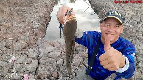 Chia Sẻ Cách Móc Nhái Đùn Không Xoay, Test Tại Bãi Câu Hugo Mắc Bẫy