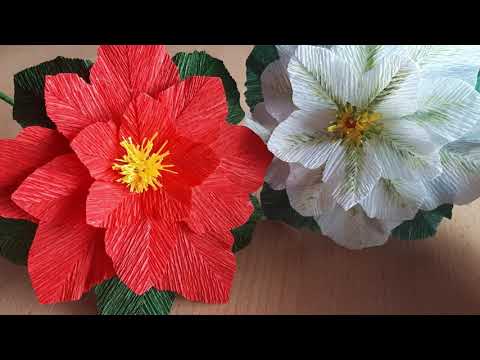 Video: Proprietățile Magice Ale Poinsettiei