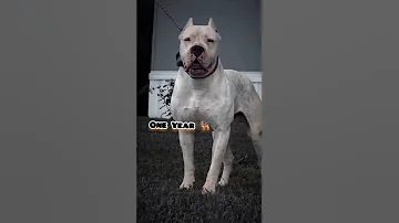 One Month To One Year Dogo Argentio Transformation Feed Dogoargentino Dog Cute Pets Puppy 