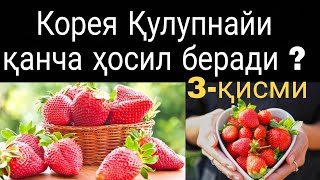 КОРЕЯ ҚУЛУПНАЙи ҚАНЧА ҲОСИЛ БЕРАДИ  ?