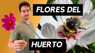 FLORES en el HUERTO | asociación de cultivos | POLINIZACIÓN | pottager | BIODIVERSIDAD | la Tanina