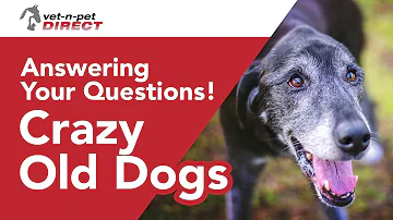 Crazy Old Dogs: Answering your questions about Doggy Dementia
