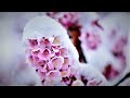 冬の花 カラオケ歌唱:K