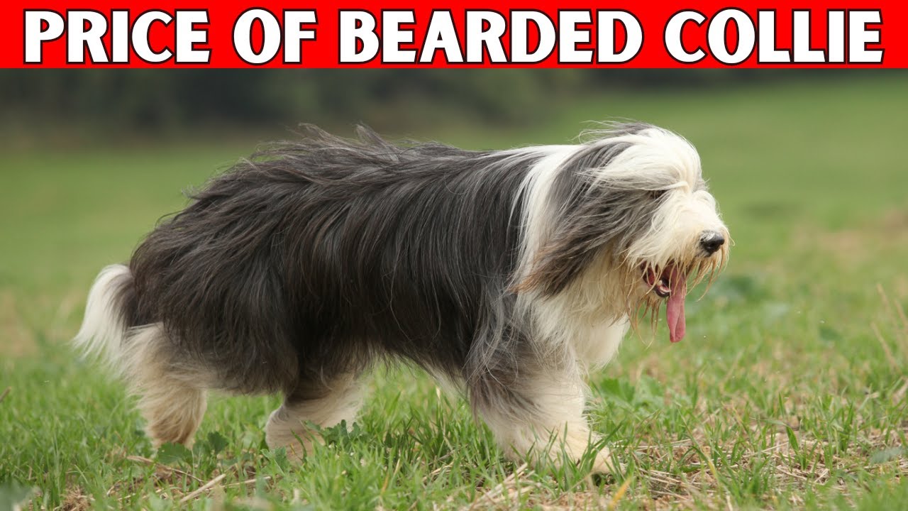 Bearded Collie Dog Price | How Much Does a Bearded Collie Cost?