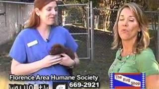 Florence Area Humane Society - The Rug Shop