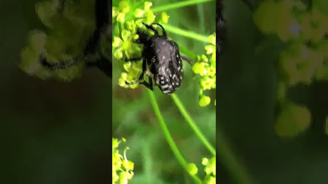 White spotted rose beetle/Бронзовка вонючая 