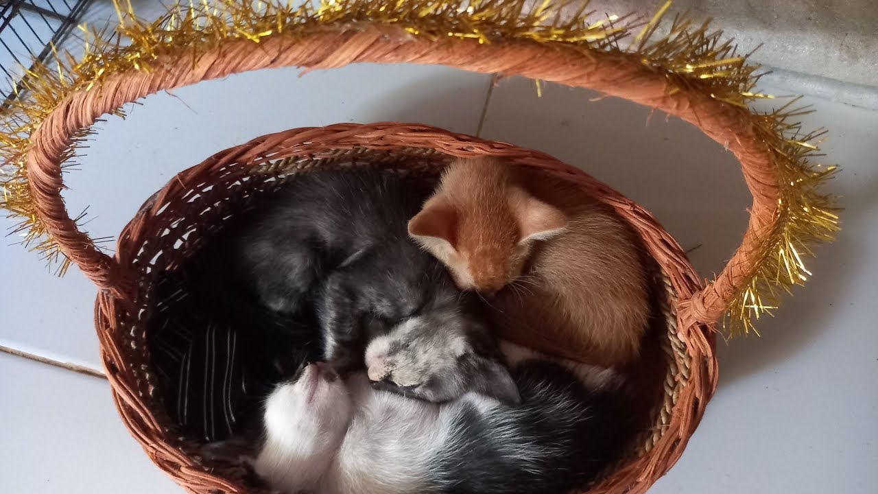 Bocil2 sukanya tidur di keranjang || nyaman banget tidurnya bocil kitten
