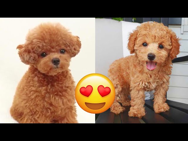Toy Poodle — Cute And Funny Videos And Tik Toks Compilation