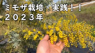 ミモザ栽培 実践編 2023年 - YouTube