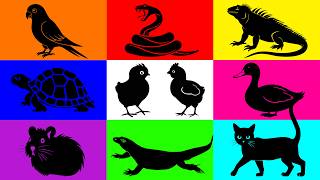 Pets: Chick, Duckling, Lizard, Tortoise, Iguana, Snake, Lovebird, Cat, Bearded Dragon, Hamster